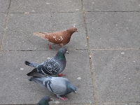 Blackpool Brown Pigeon 5.jpg